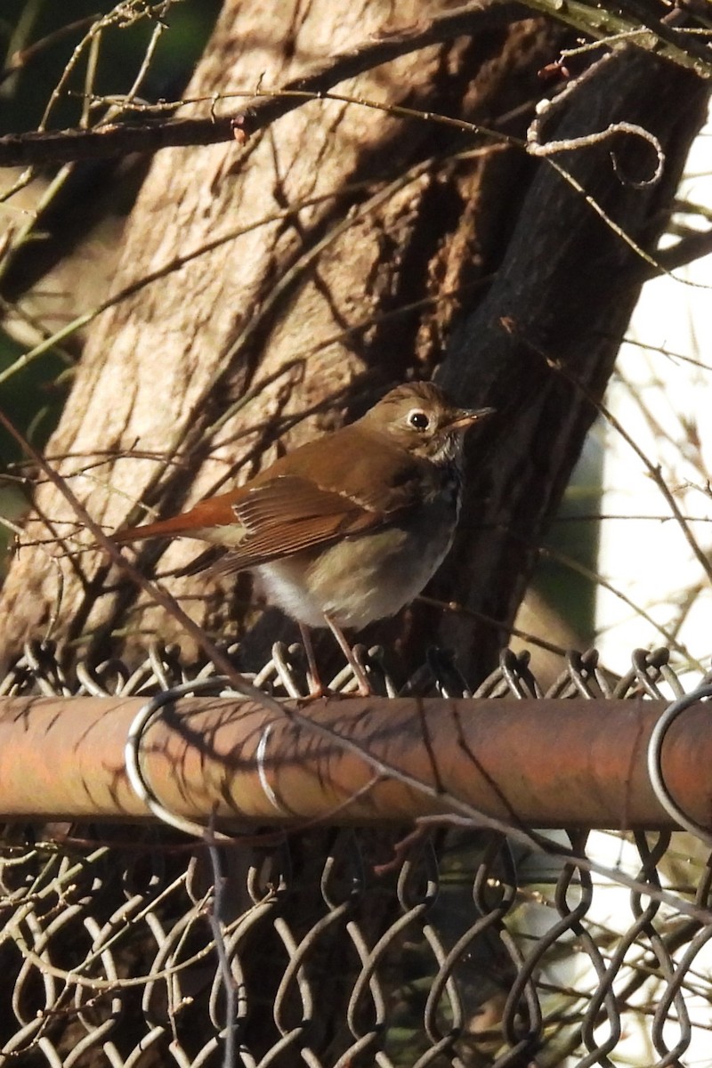 Hermit Thrush - ML647150470