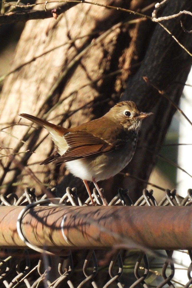 Hermit Thrush - ML647150471