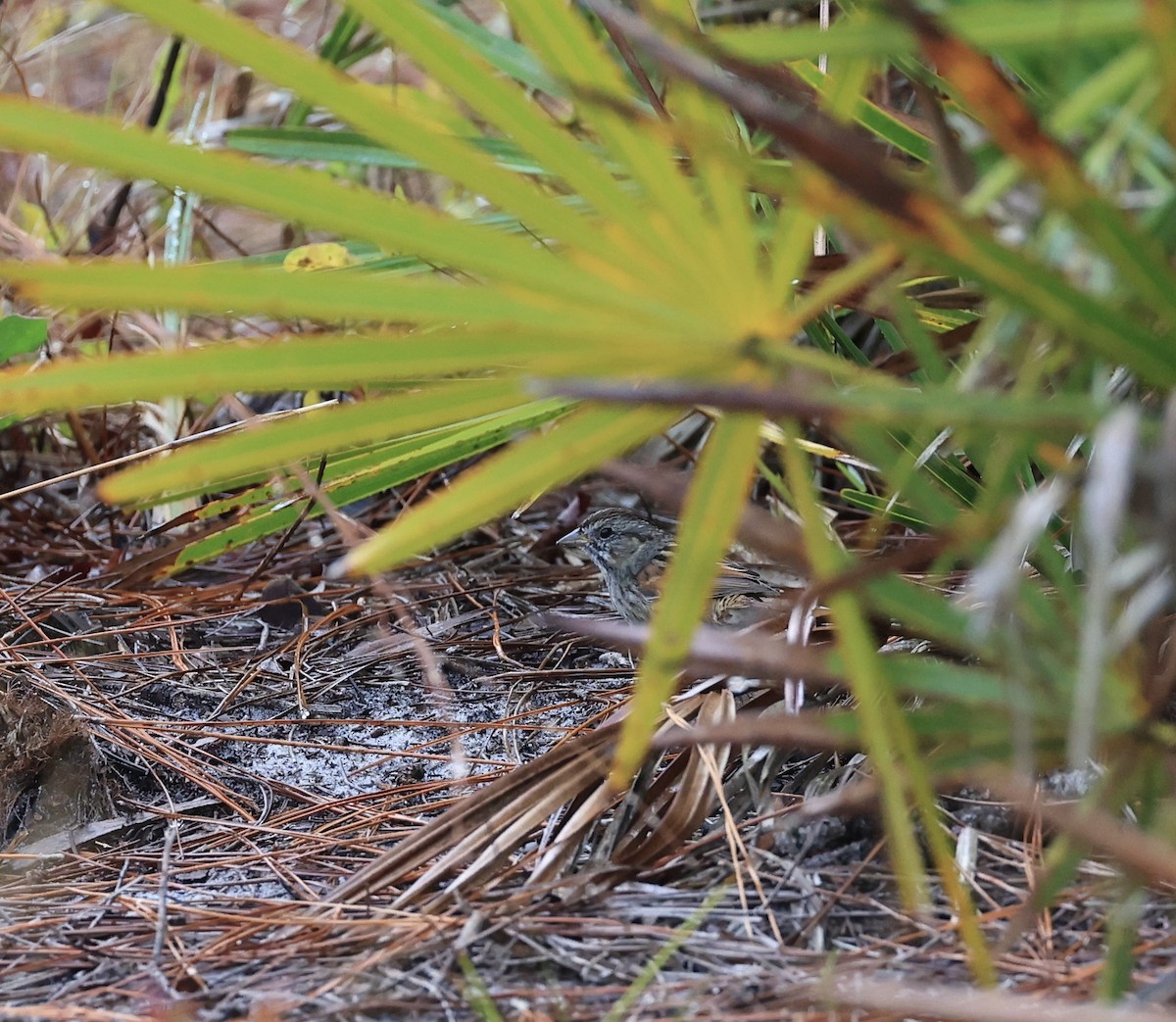 Swamp Sparrow - ML647150473