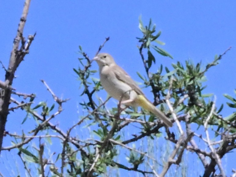 Black-headed Bunting - ML647150474