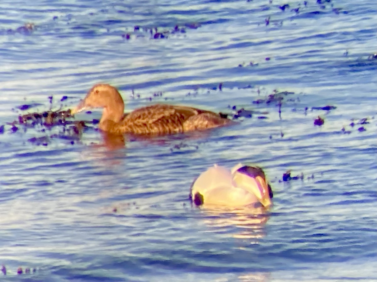 Common Eider (Dresser's) - ML647150475