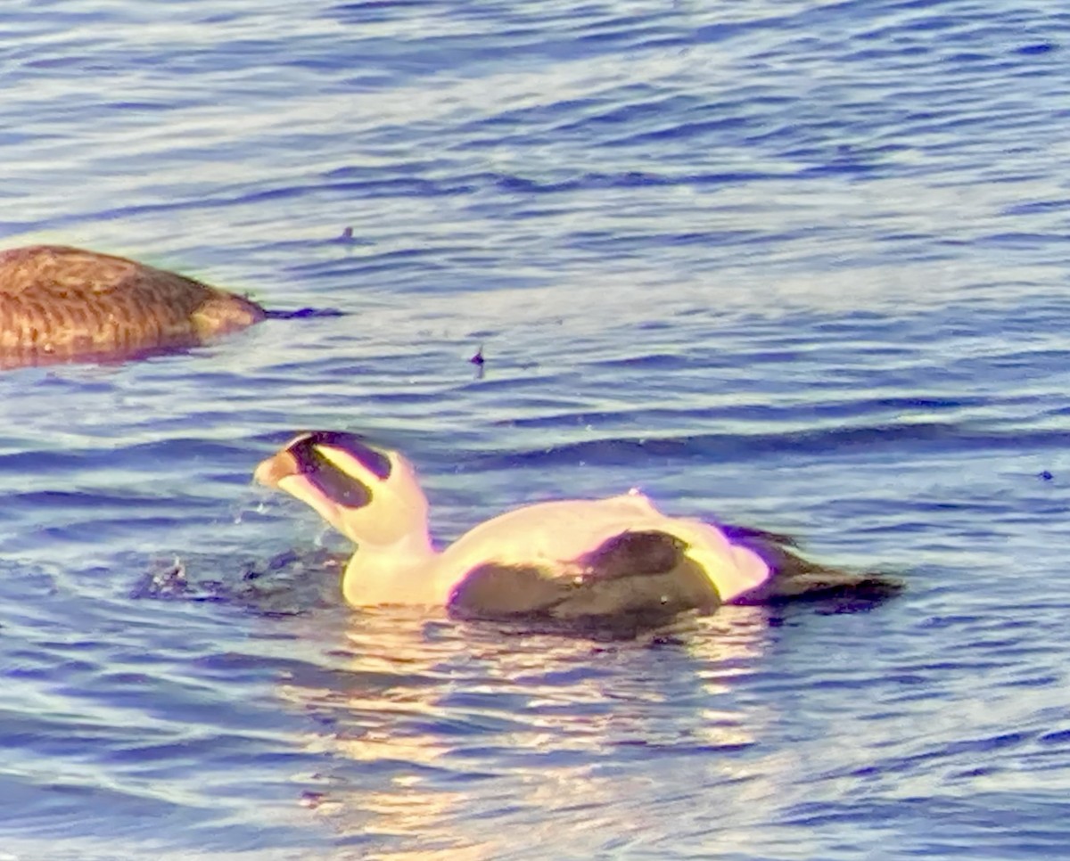 Common Eider (Dresser's) - ML647150476