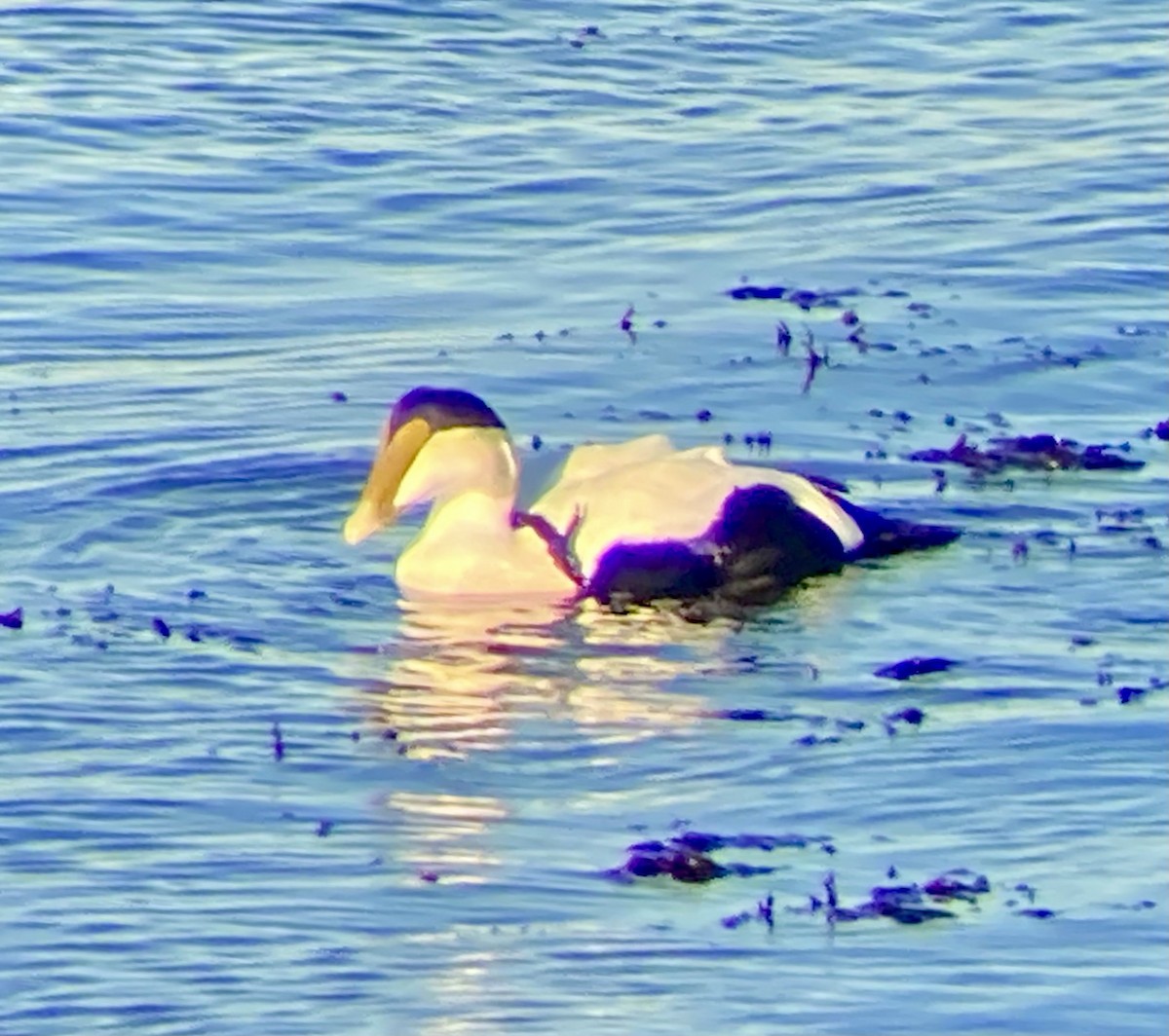 Common Eider (Dresser's) - ML647150477