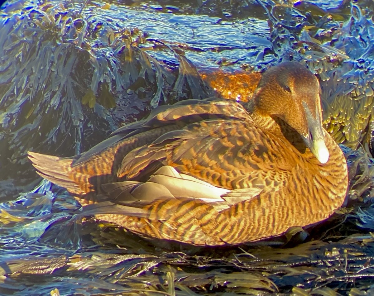 Common Eider (Dresser's) - ML647150478