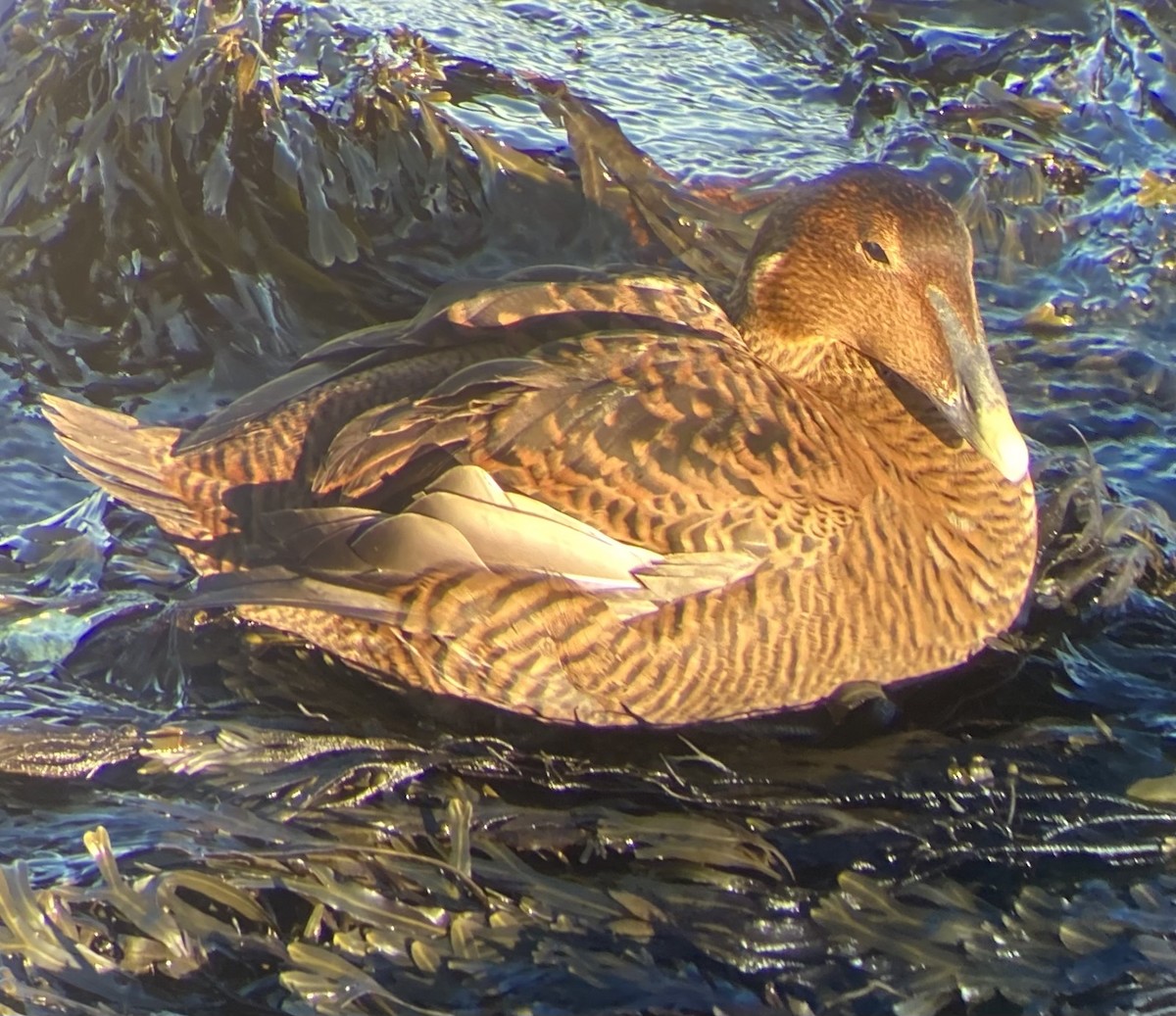 Common Eider (Dresser's) - ML647150479