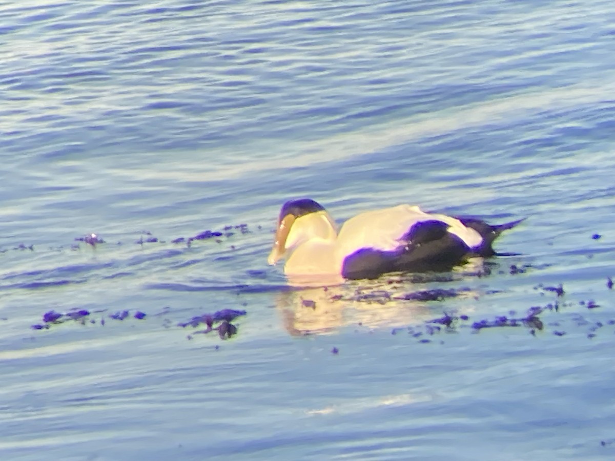 Common Eider (Dresser's) - ML647150480