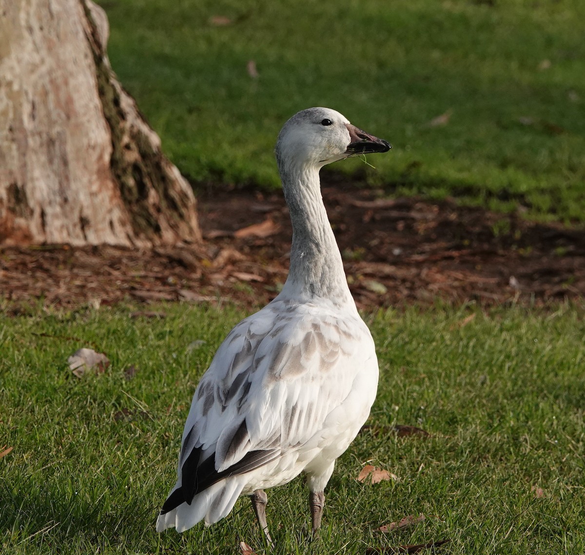 Snow Goose - ML647150481