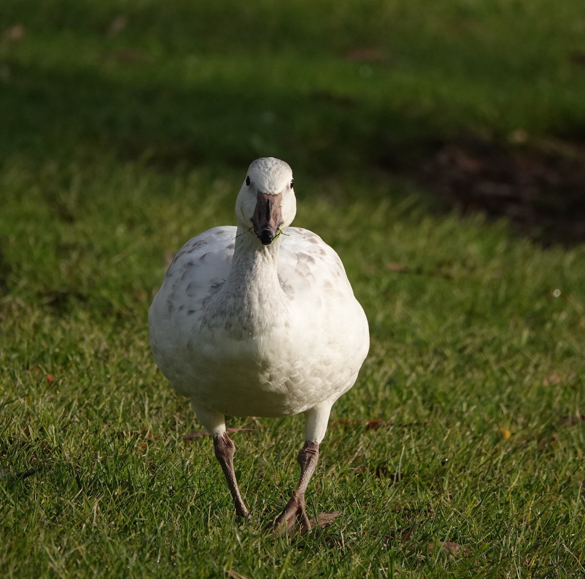 Snow Goose - ML647150482