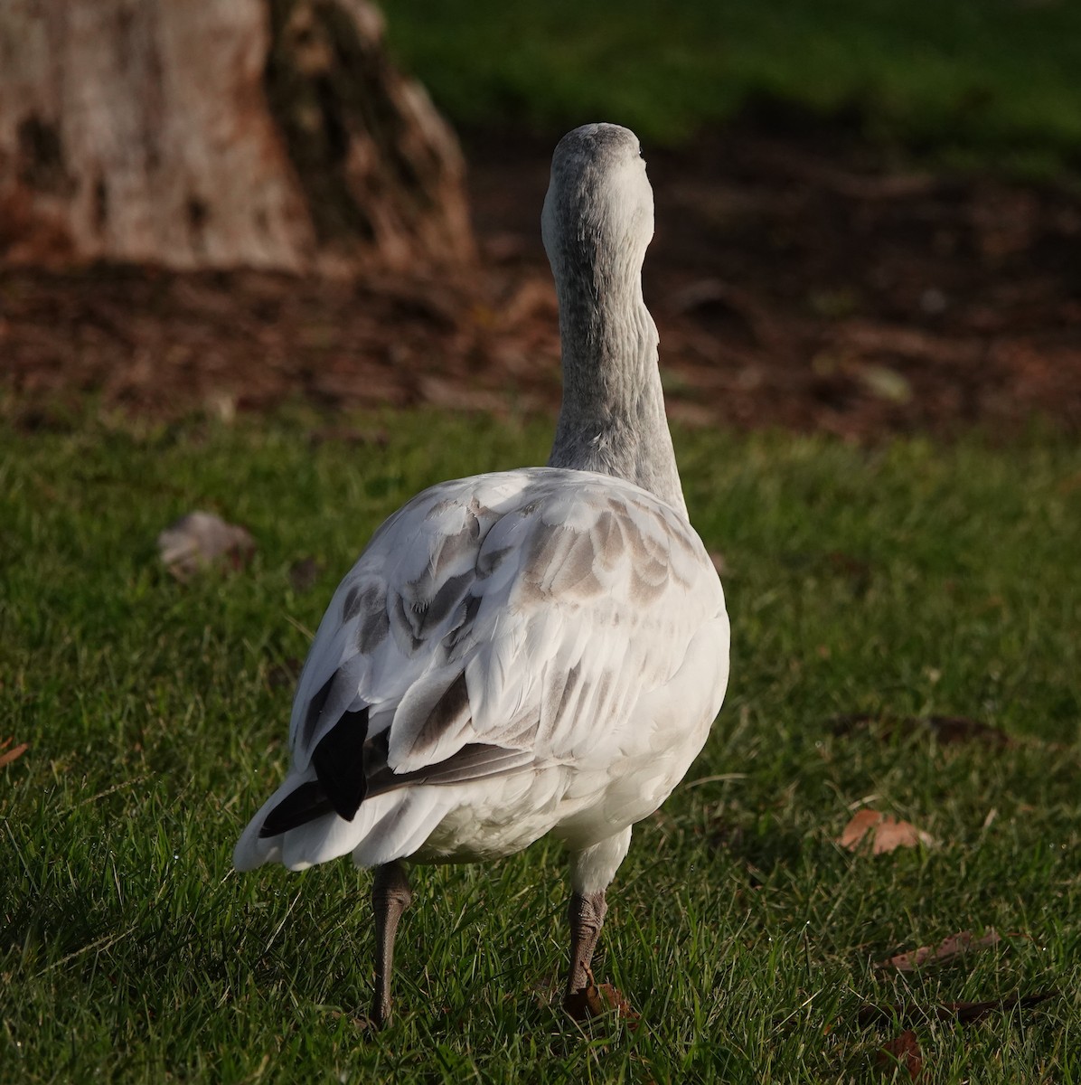 Snow Goose - ML647150483
