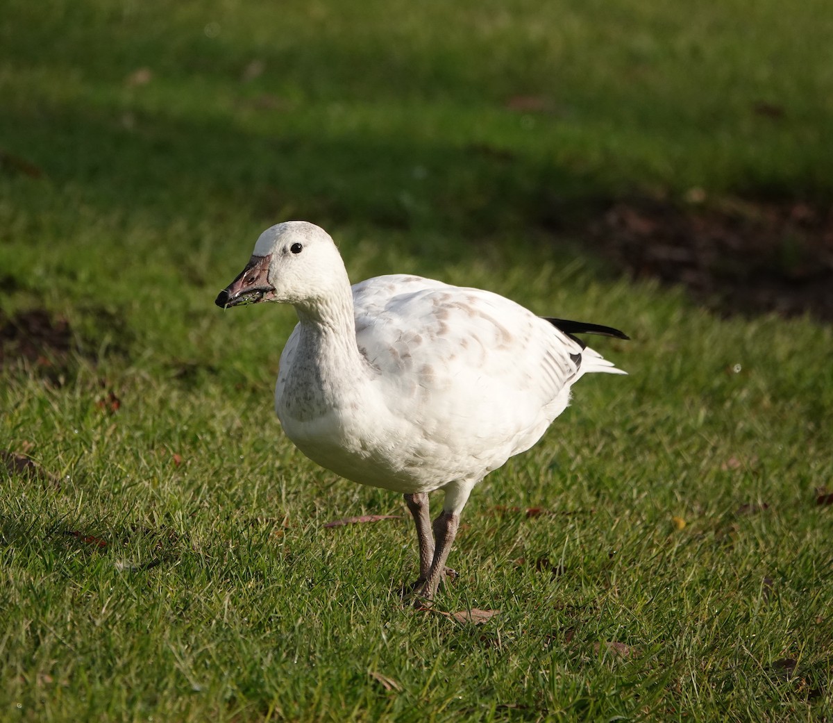 Snow Goose - ML647150484