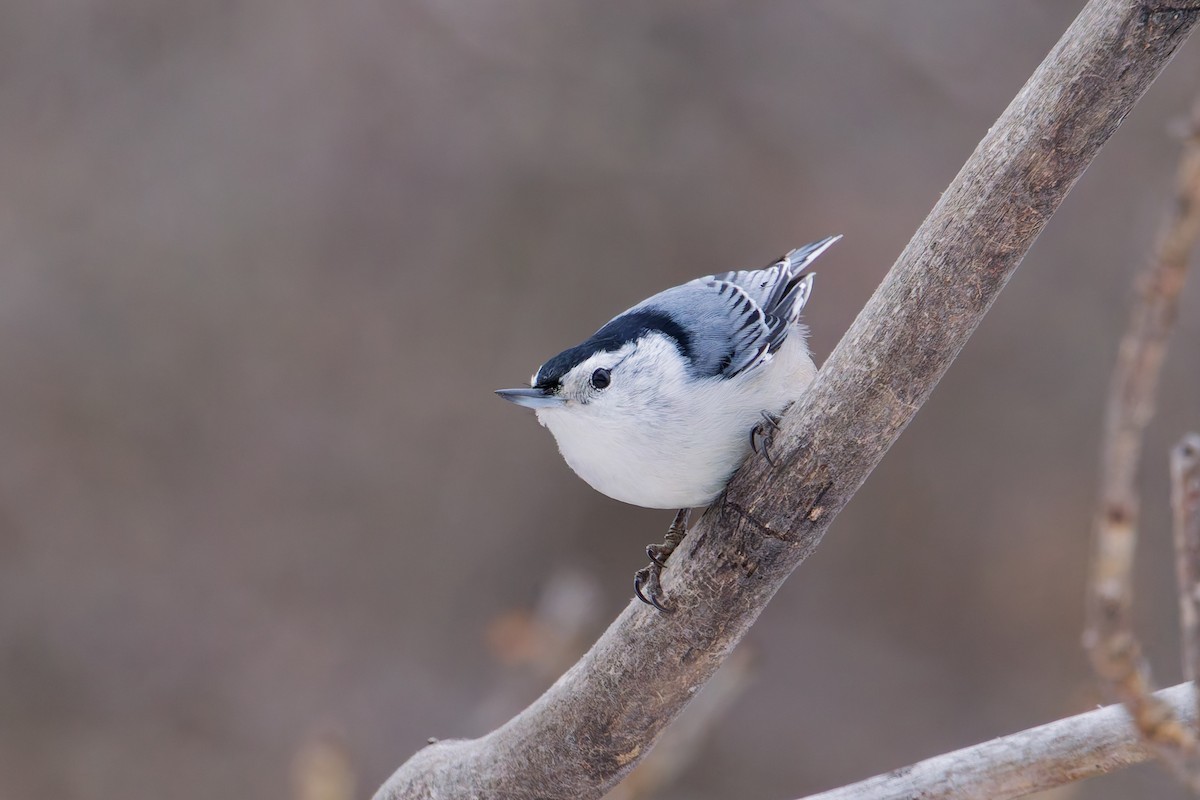 White-breasted Nuthatch - ML647150485