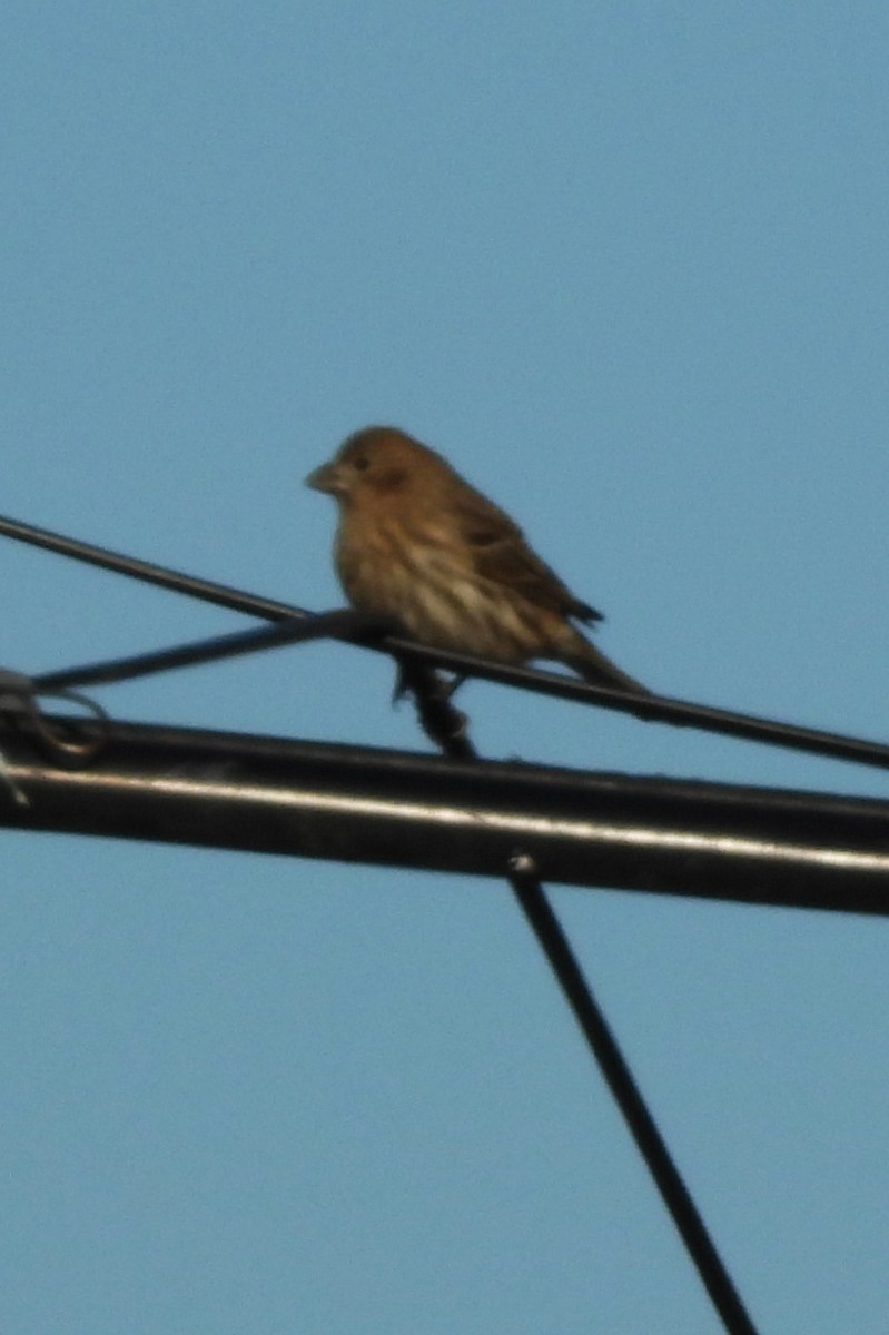 House Finch - ML647150486