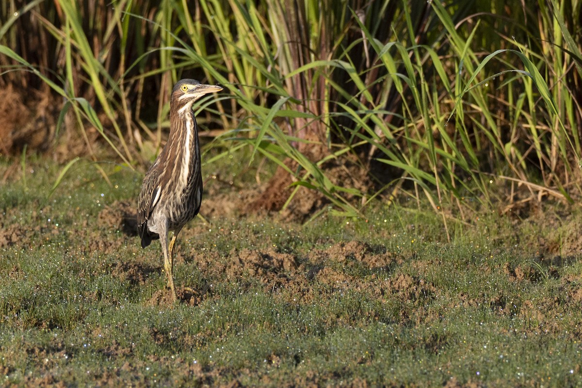 Green Heron - ML647150490
