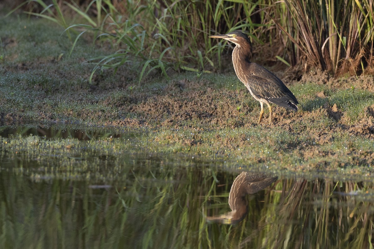 Green Heron - ML647150491