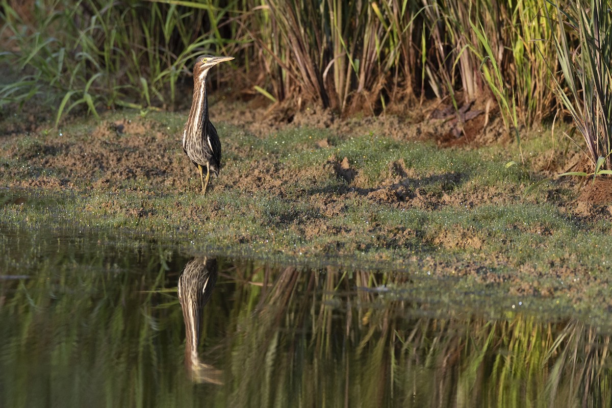 Green Heron - ML647150492