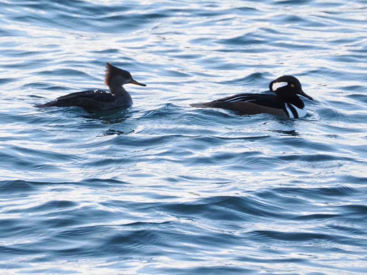 Hooded Merganser - ML647150493