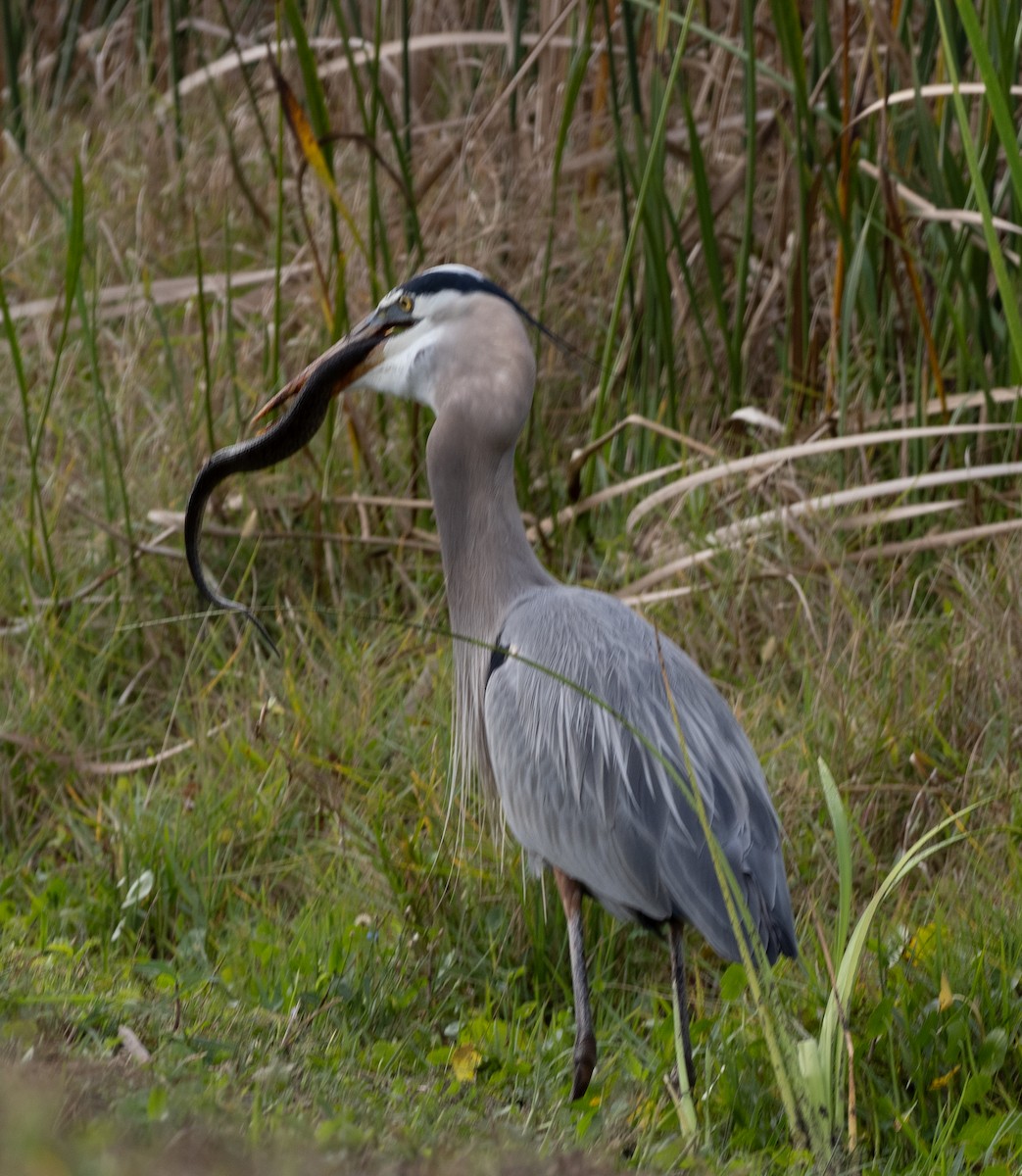Great Blue Heron - ML647150497
