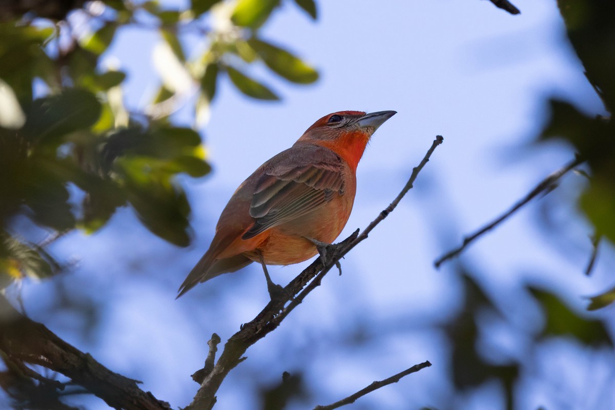 Piranga Bermeja - ML647150505