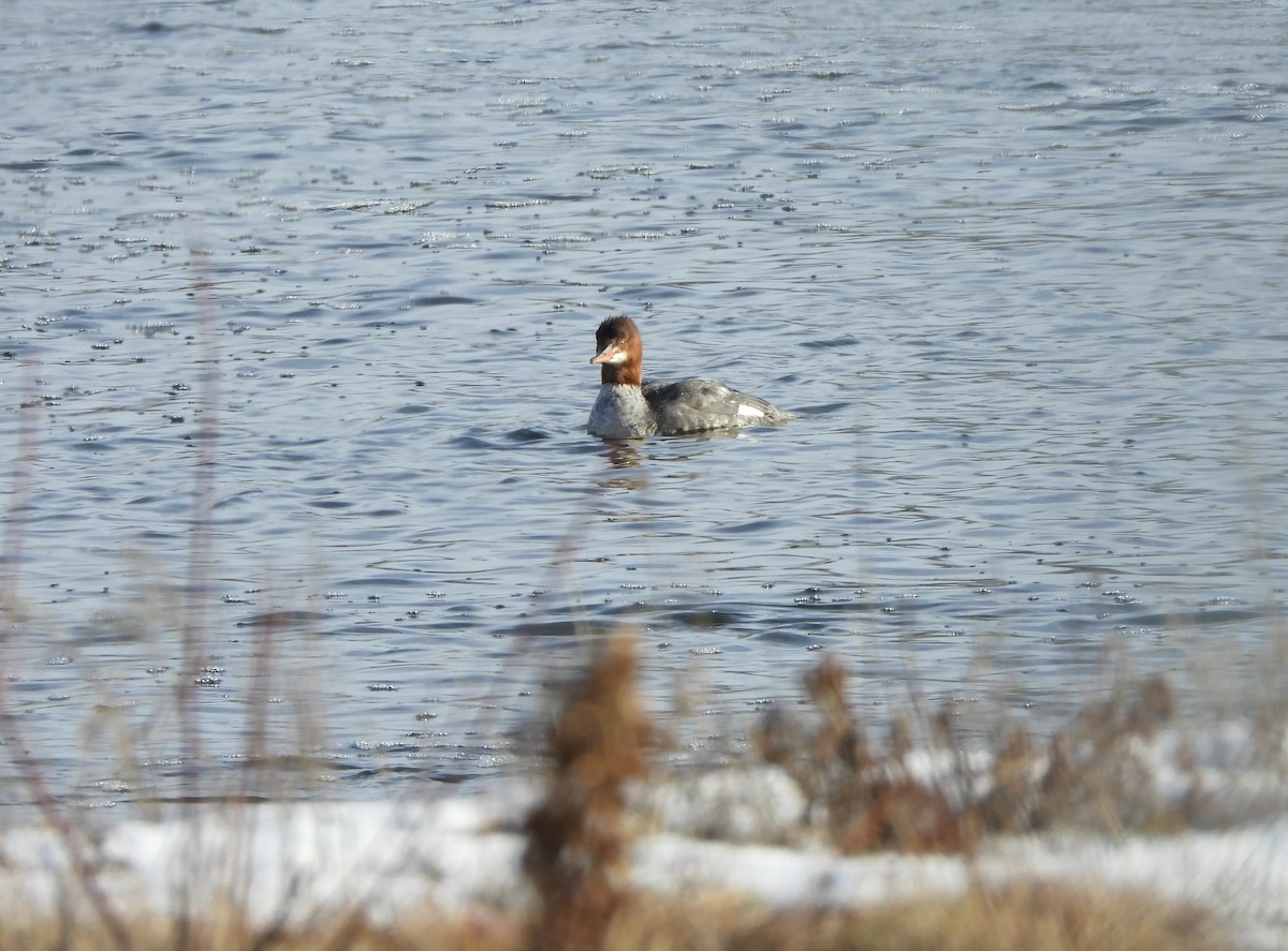 Common Merganser - ML647150506