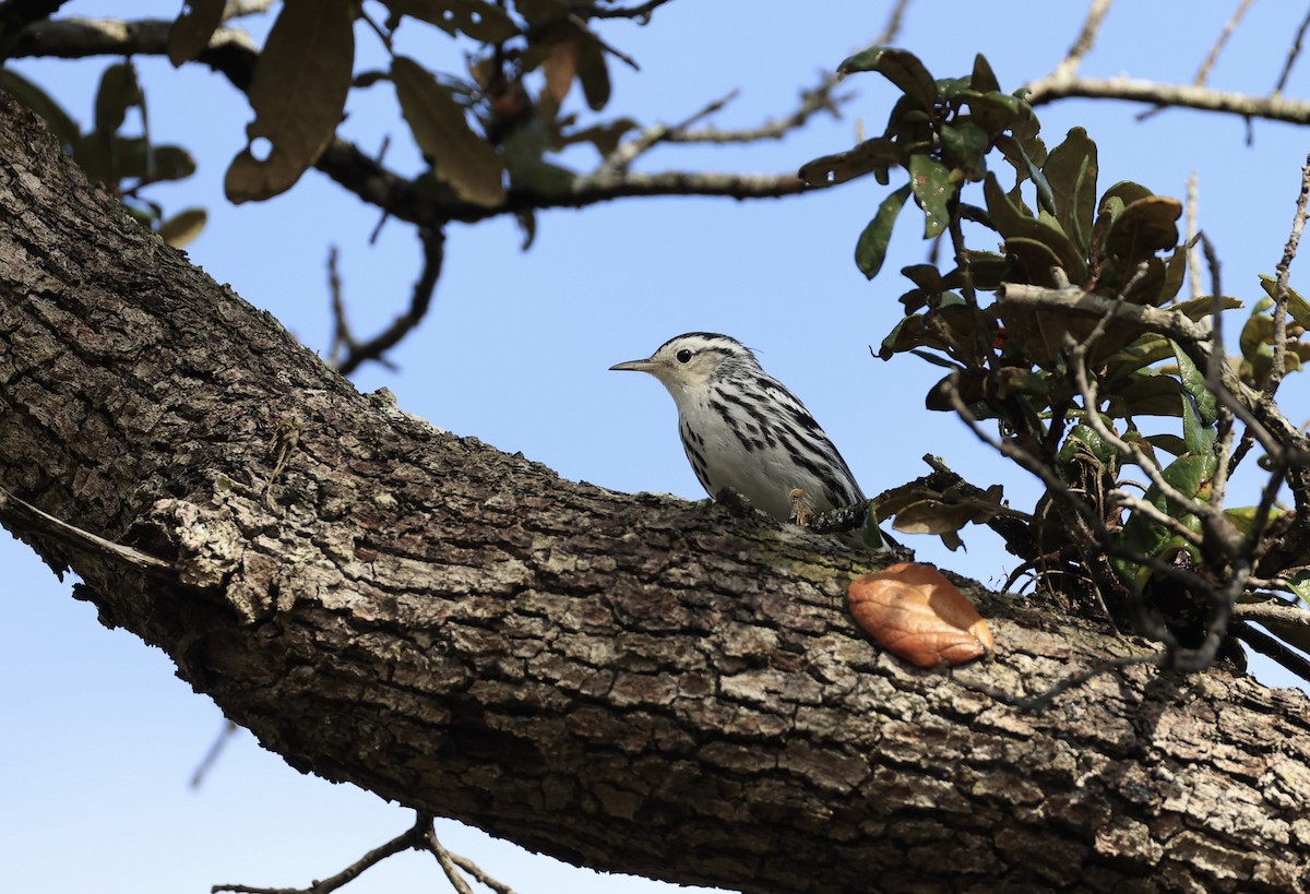 Black-and-white Warbler - ML647150510