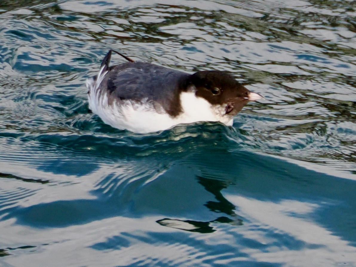Ancient Murrelet - ML647150514
