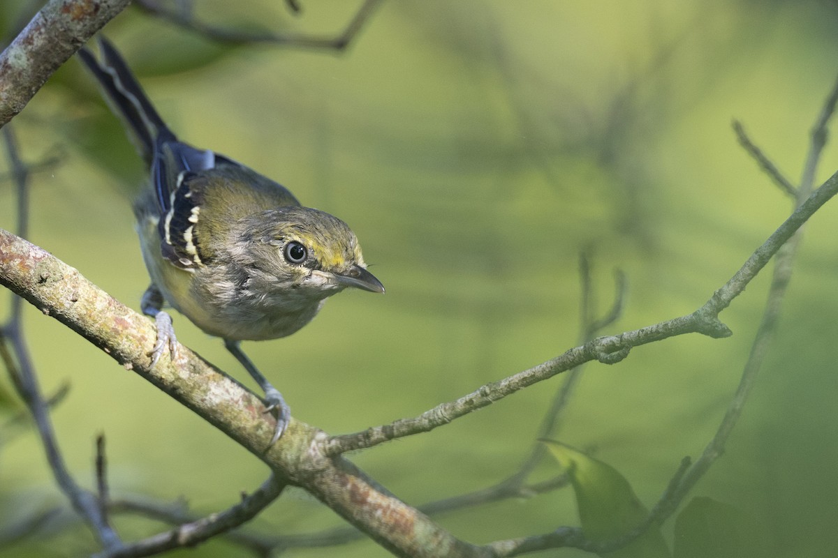 ויראו לבן-עין - ML647150515