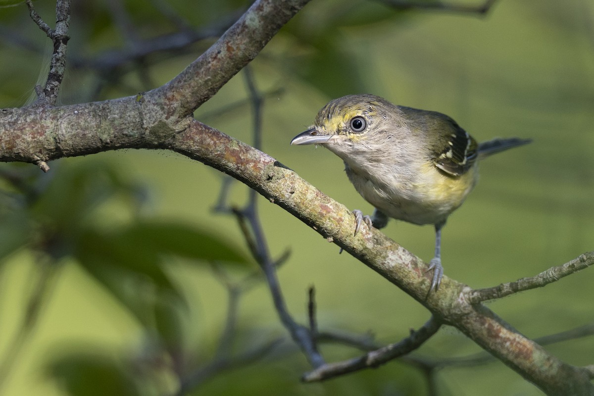 ויראו לבן-עין - ML647150516