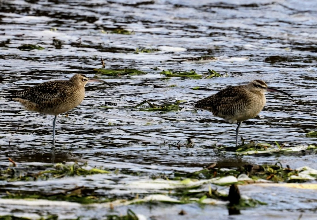 Hudsonian Whimbrel - ML647150517