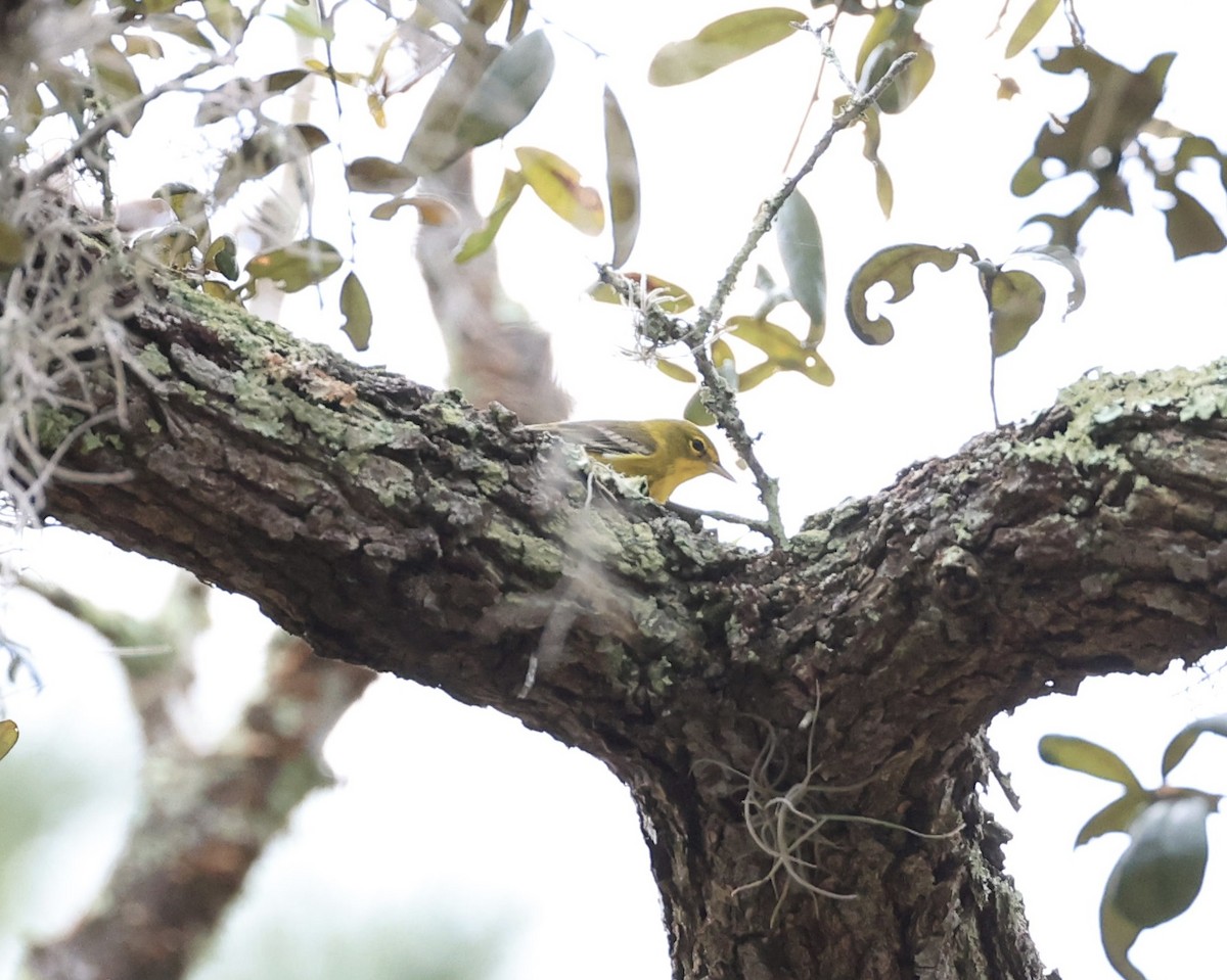 Pine Warbler - ML647150519