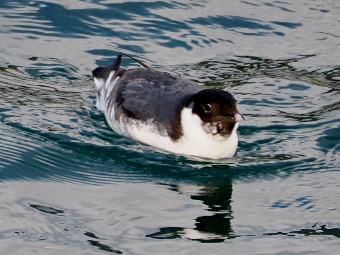 Ancient Murrelet - ML647150524