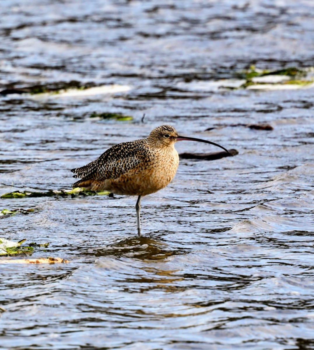 Long-billed Curlew - ML647150525