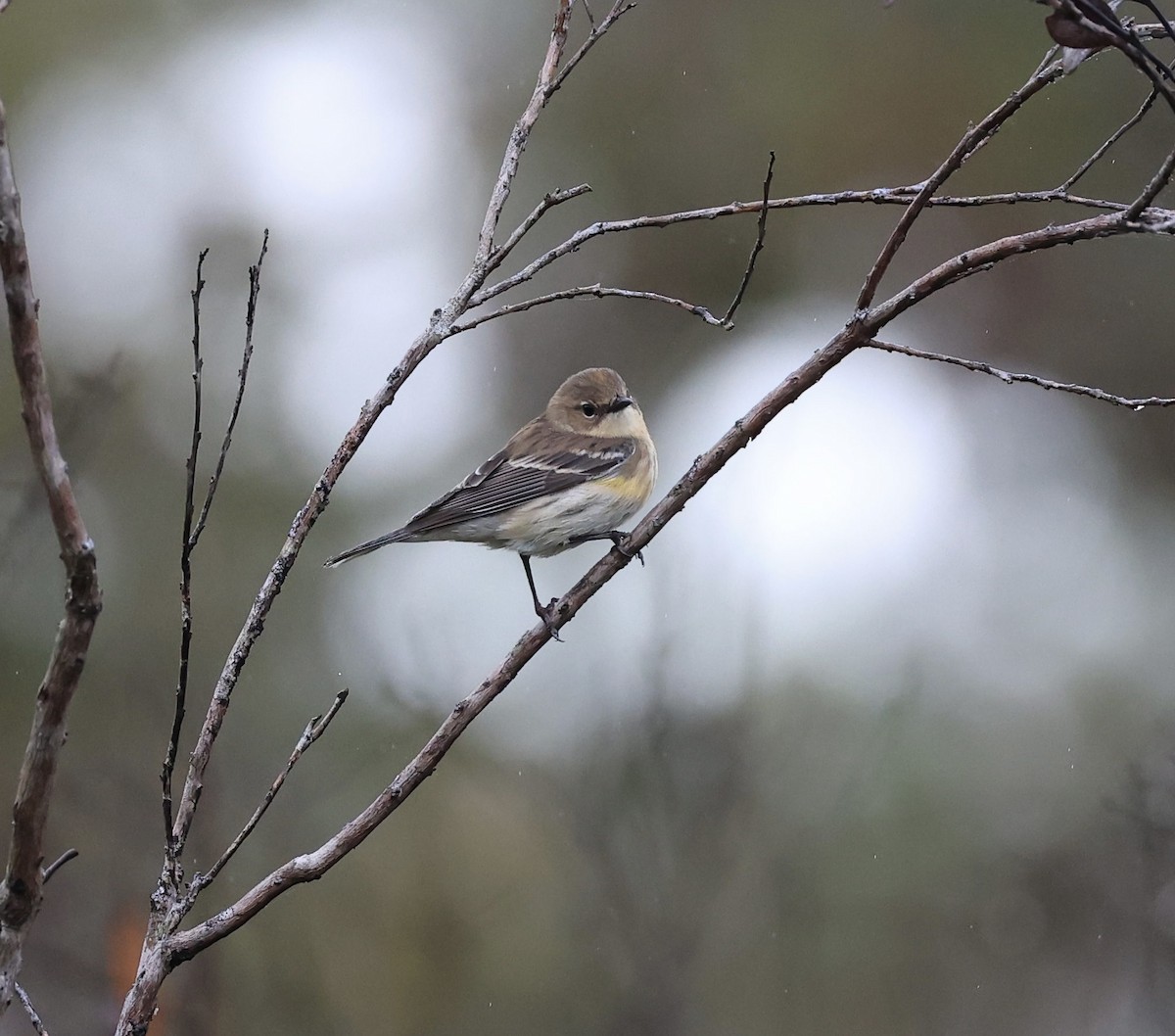 Yellow-rumped Warbler - ML647150527