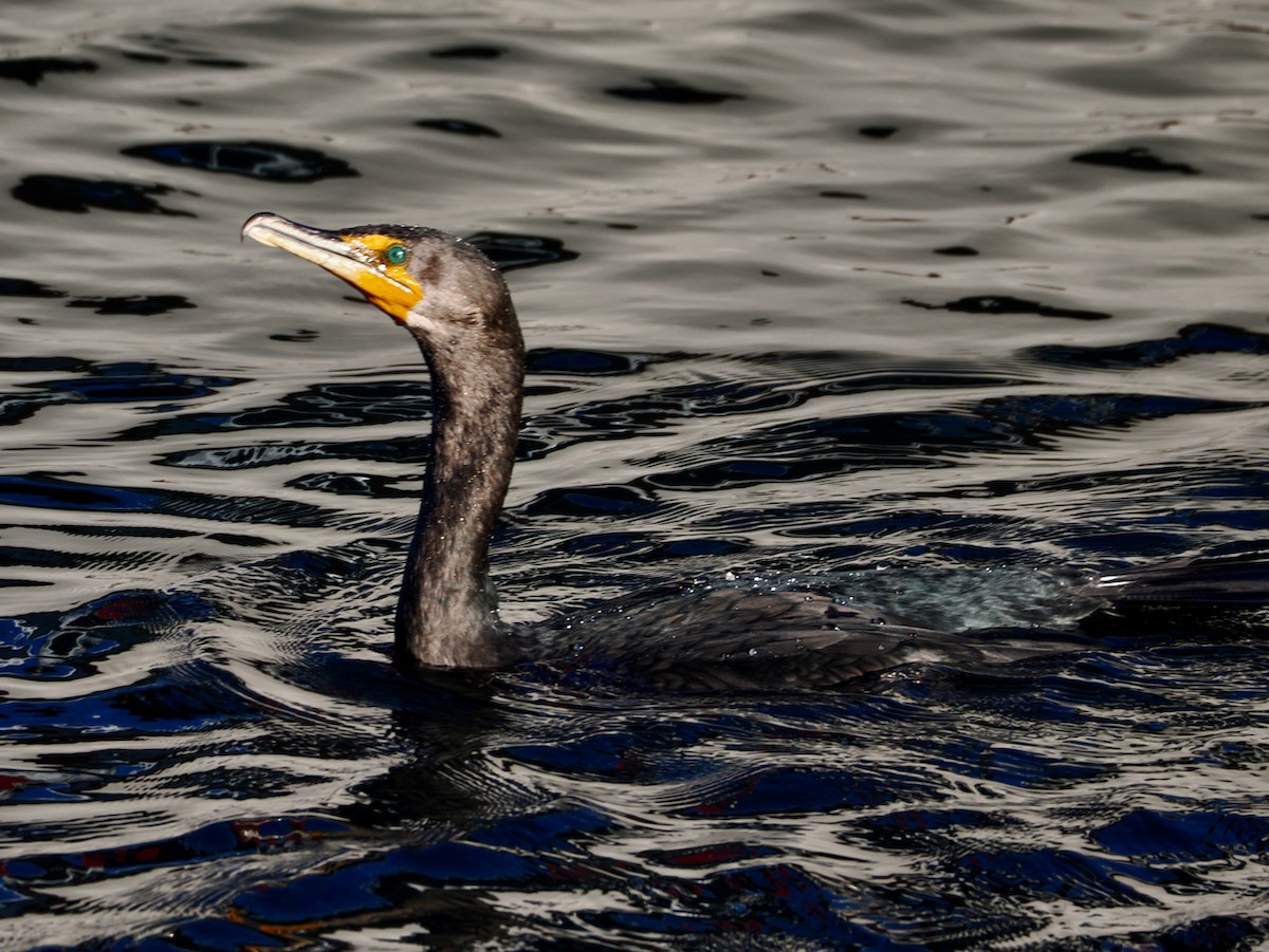 Double-crested Cormorant - ML647150537