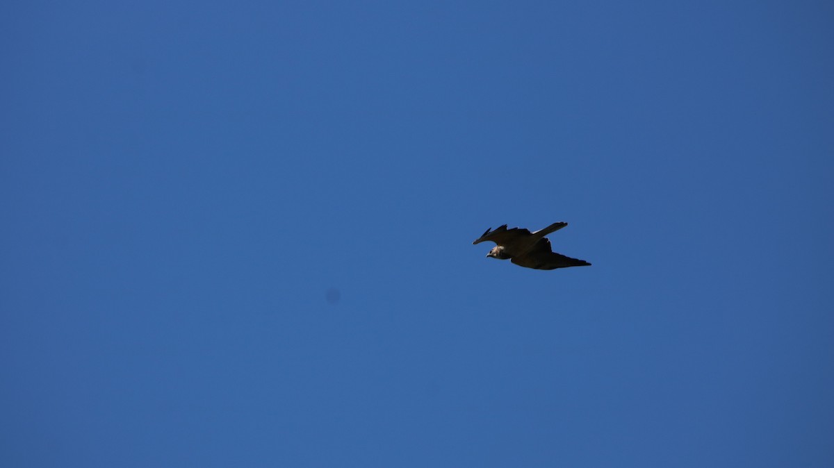 Great Pampa-Finch - ML647150555