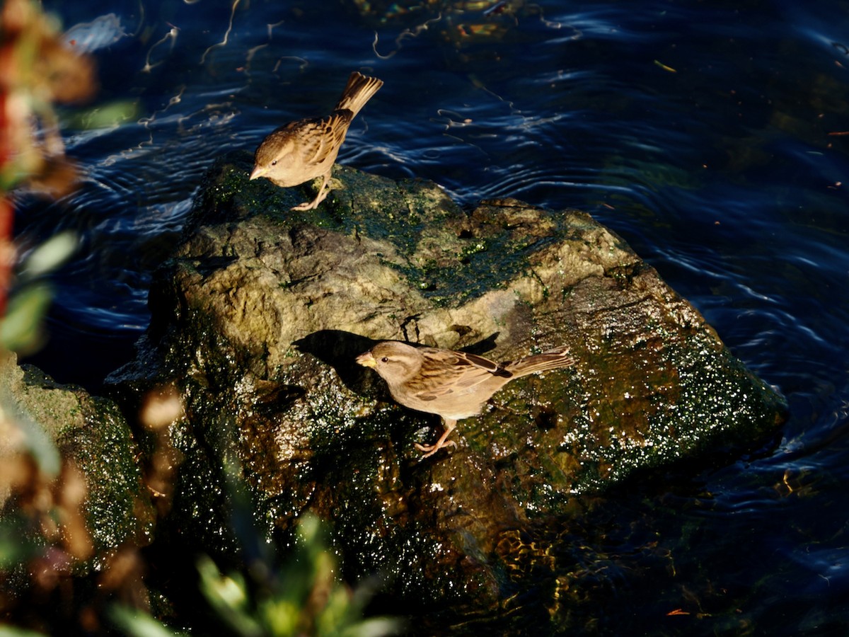 House Sparrow - ML647150556