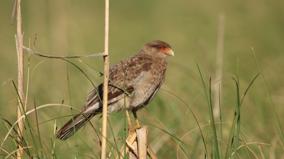 Chimango Caracara - ML647150568