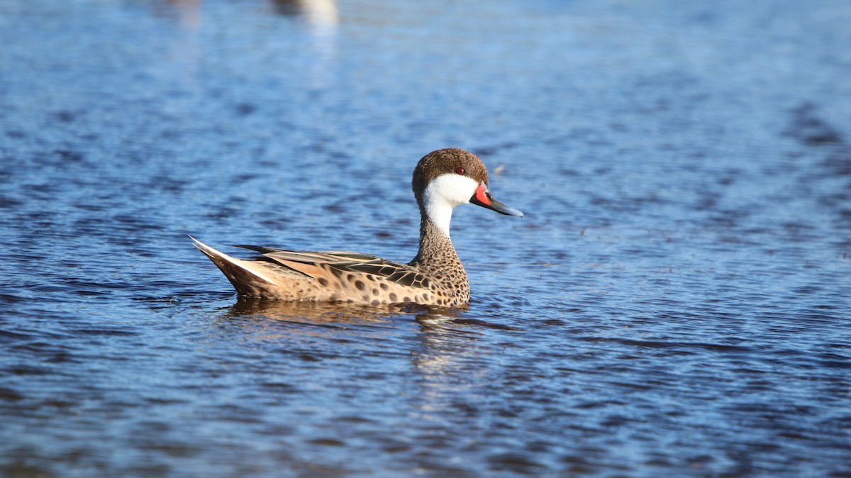 Bahamaente - ML647150576