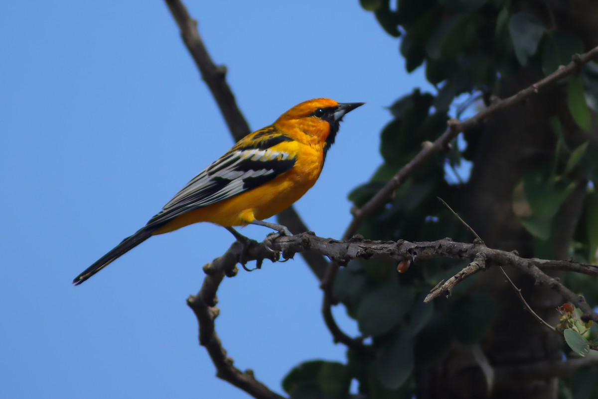 Streak-backed Oriole - ML647150578