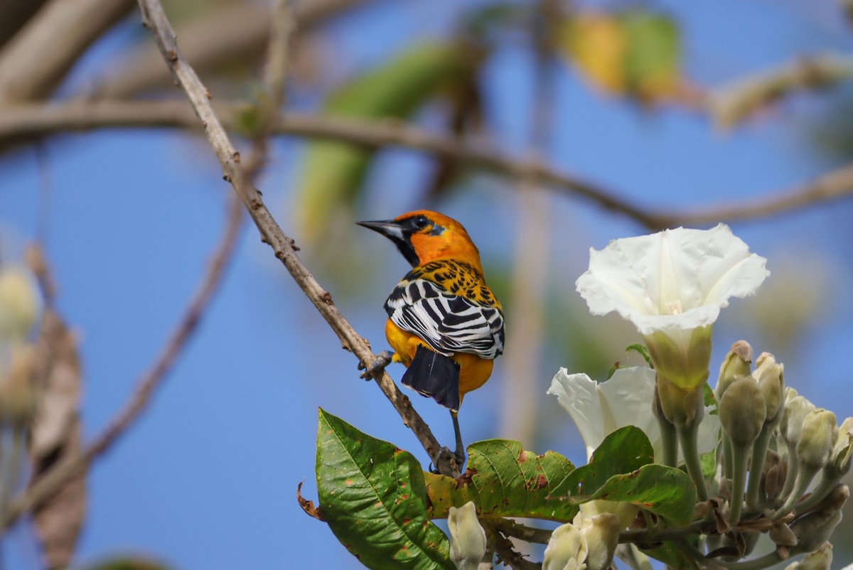 Streak-backed Oriole - ML647150579