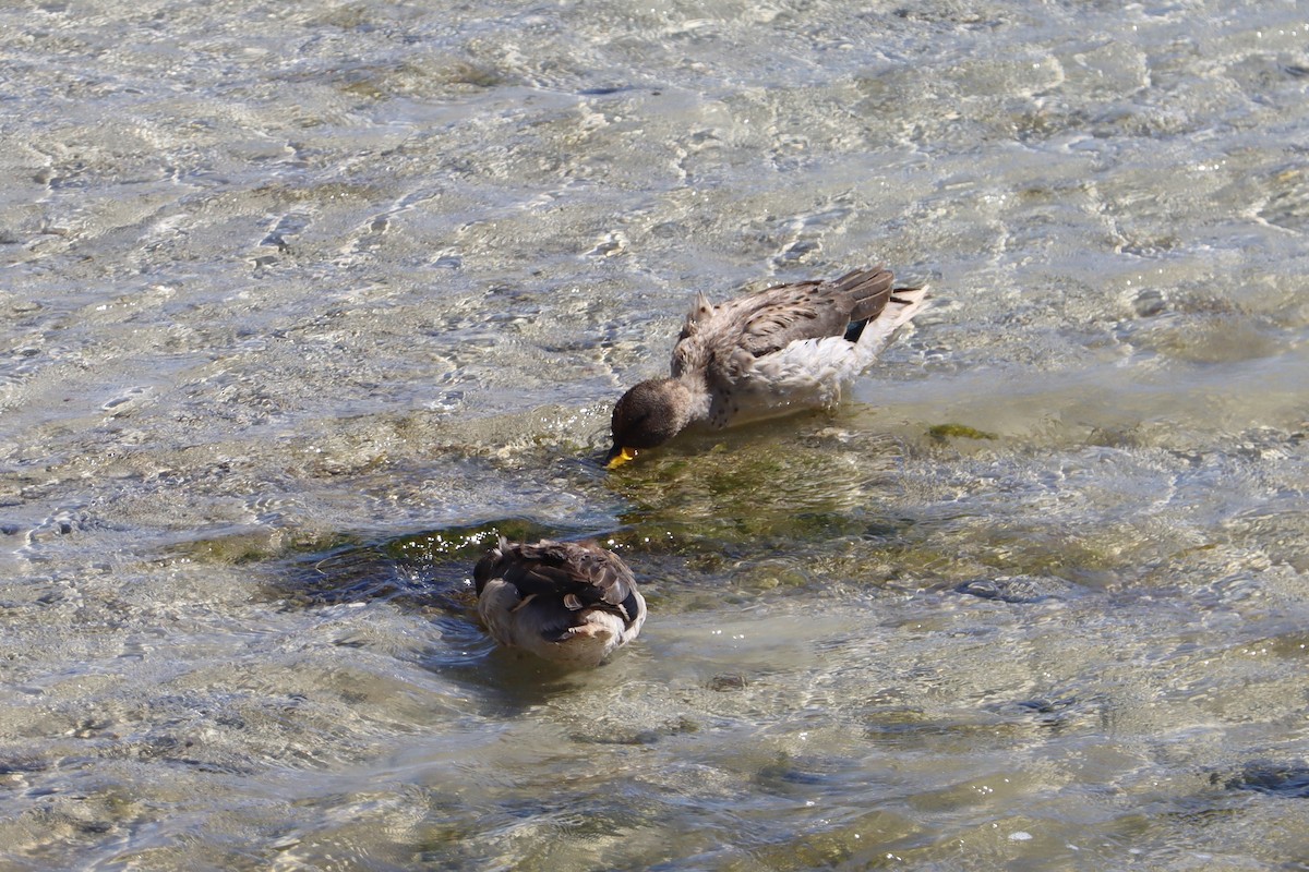 Yellow-billed Teal - ML647150586
