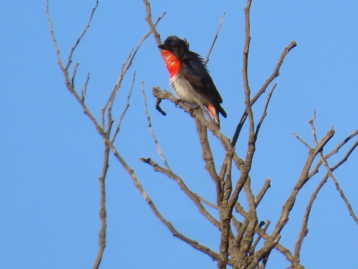Mistletoebird - ML647150590