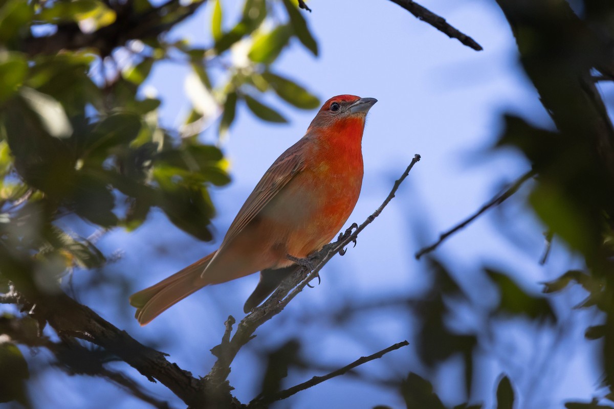 Piranga Bermeja - ML647150591