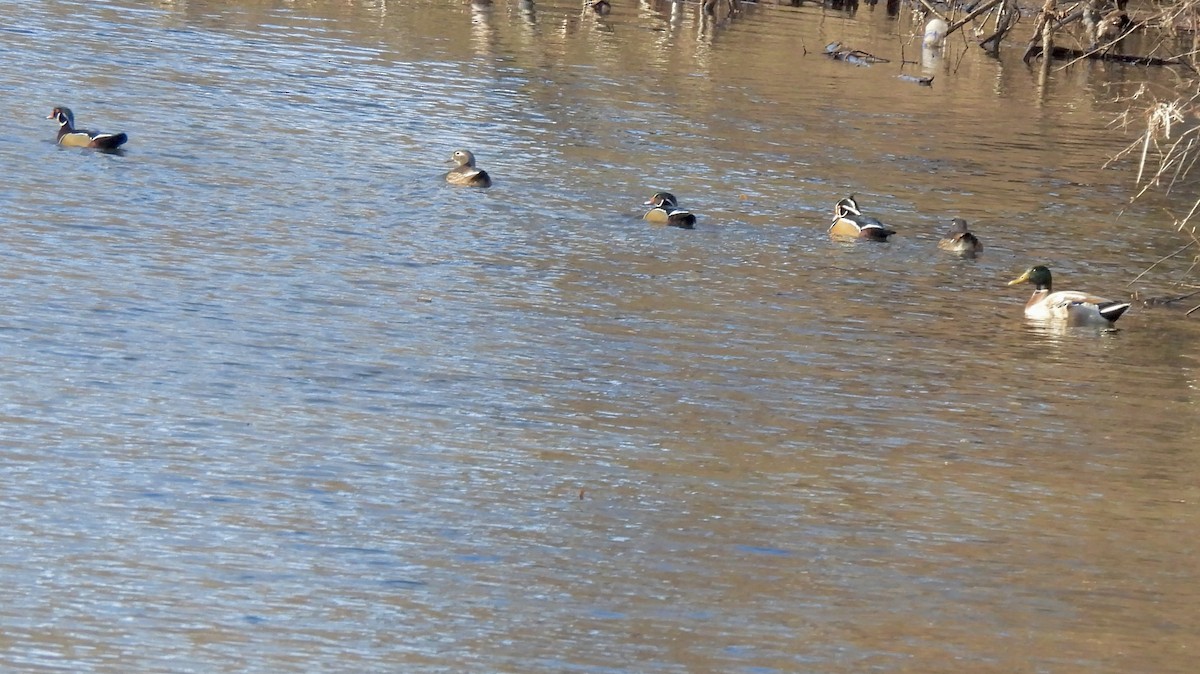 Wood Duck - ML647150597