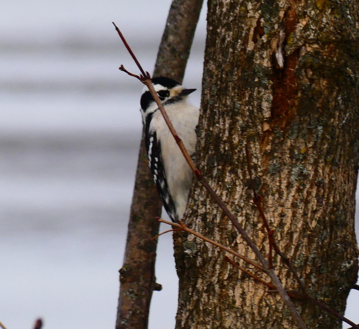 Downy Woodpecker - ML647150598