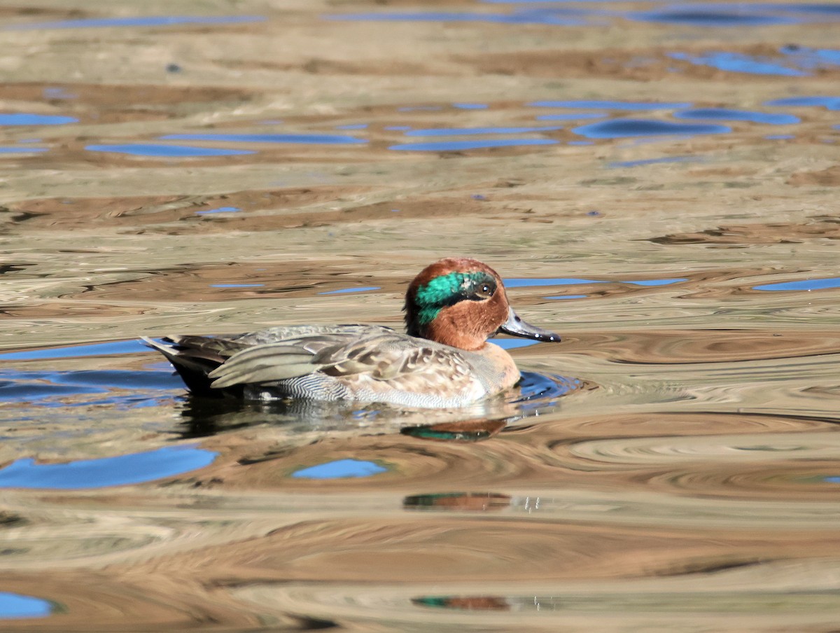 Green-winged Teal - ML647150600