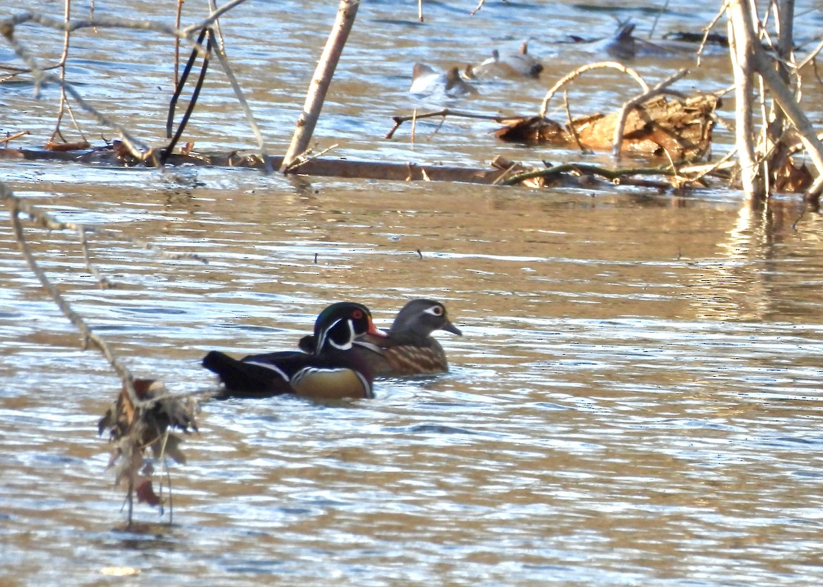Wood Duck - ML647150609