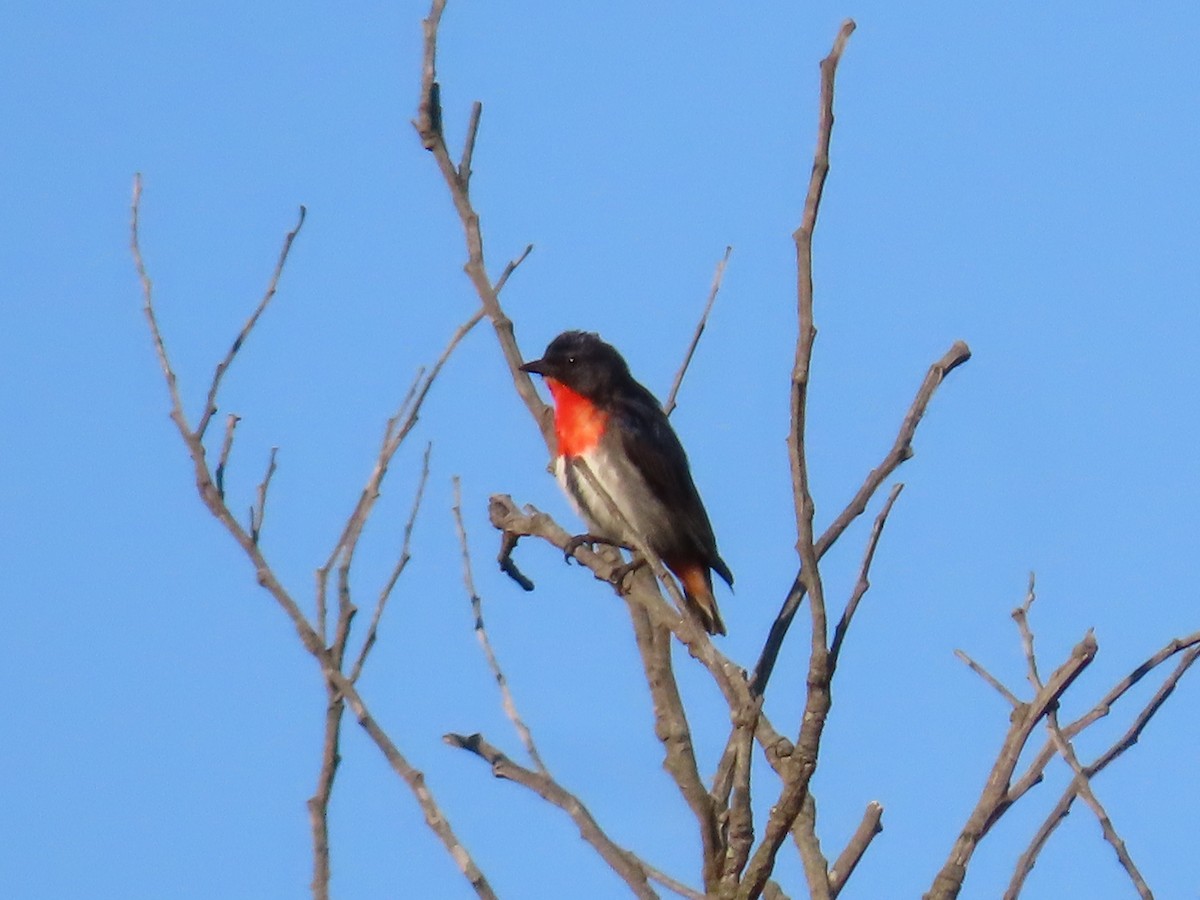 Mistletoebird - ML647150610