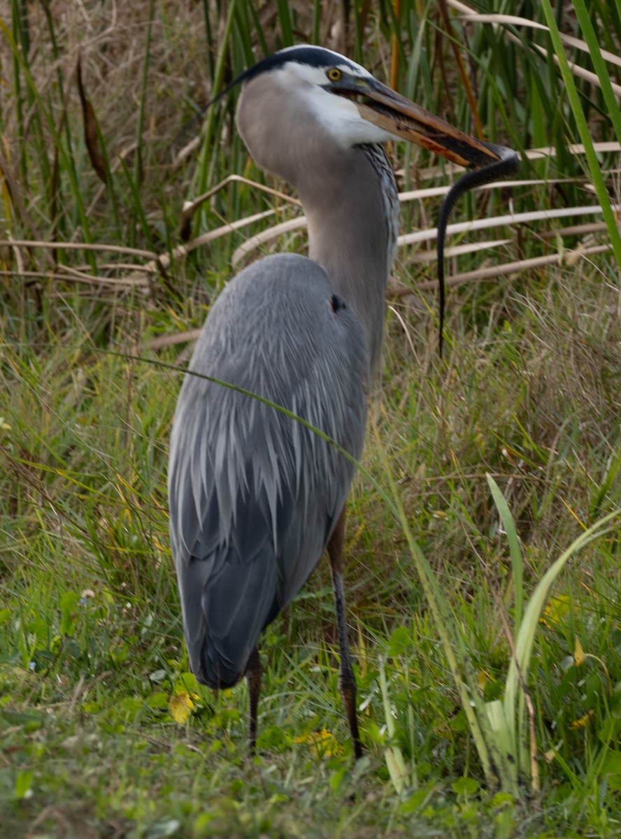 Great Blue Heron - ML647150612