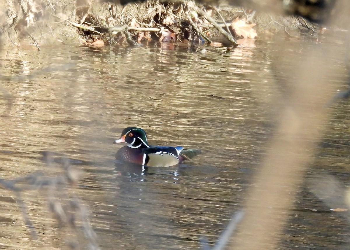 Wood Duck - ML647150614