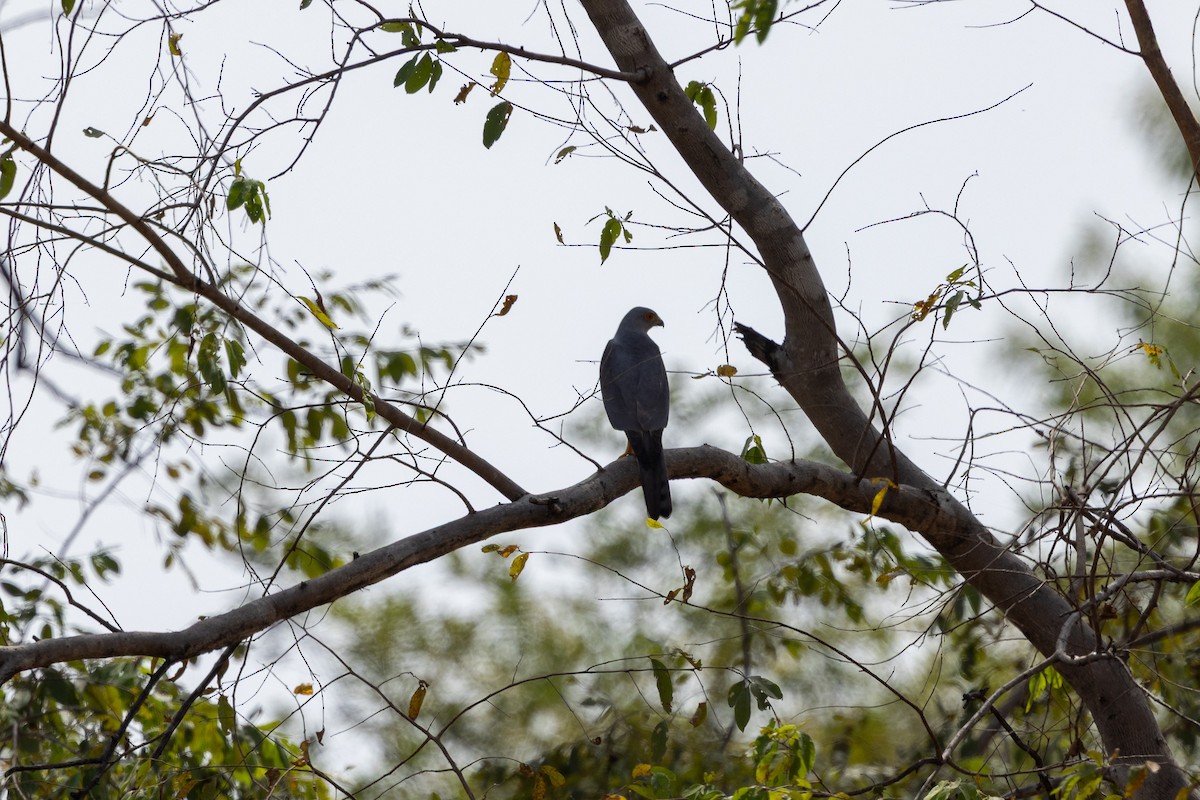 Shikra - ML647150616